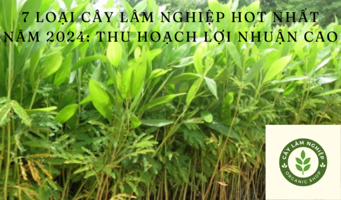 7 loại cây Lâm Nghiệp hot nhất năm 2024: Thu hoạch lợi nhuận cao