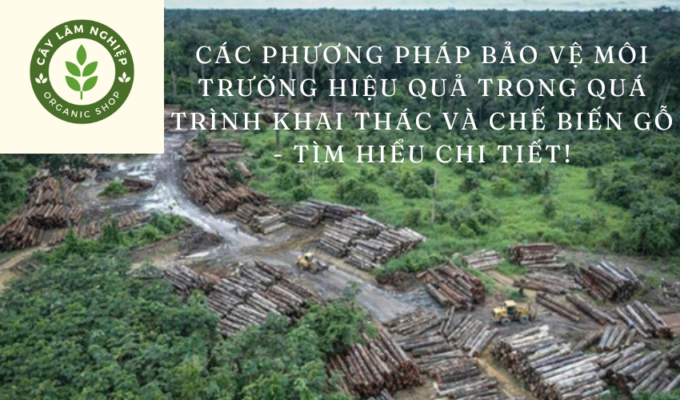 Các phương pháp bảo vệ môi trường hiệu quả trong quá trình khai thác và chế biến gỗ - Tìm hiểu chi tiết!