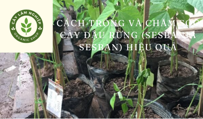 Cách trồng và chăm sóc cây đậu rừng (Sesbania sesban) hiệu quả