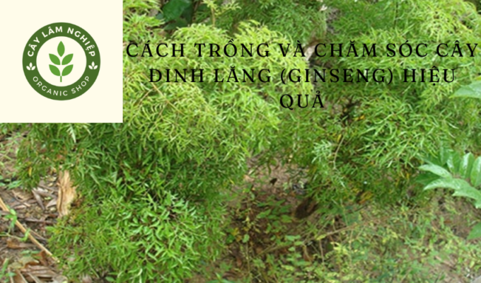 Cách trồng và chăm sóc cây đinh lăng (Ginseng) hiệu quả