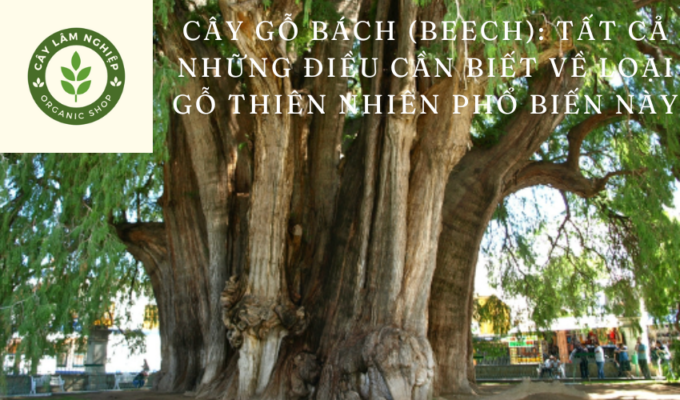 Cây Gỗ Bách (Beech): Tất cả những điều cần biết về loại gỗ thiên nhiên phổ biến này