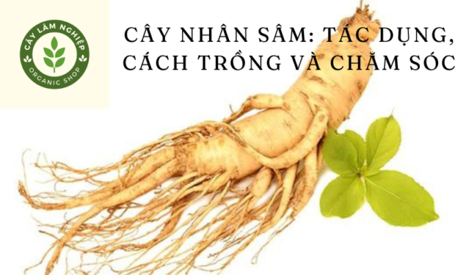 Cây Nhân sâm: Tác dụng, cách trồng và chăm sóc