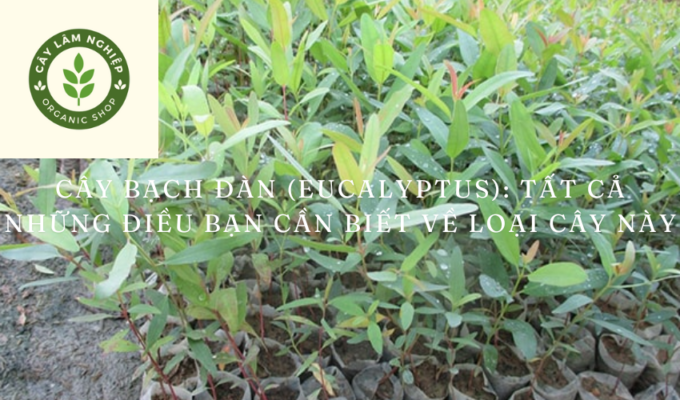 Cây bạch đàn (Eucalyptus): Tất cả những điều bạn cần biết về loại cây này