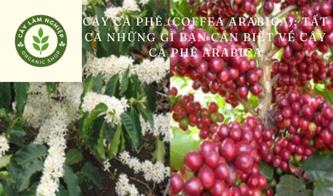 Cây cà phê (Coffea arabica): Tất cả những gì bạn cần biết về cây cà phê Arabica