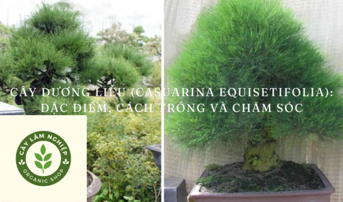 Cây dương liễu (Casuarina equisetifolia): Đặc điểm, cách trồng và chăm sóc