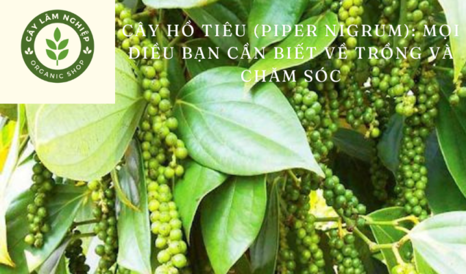 Cây hồ tiêu (Piper nigrum): Mọi điều bạn cần biết về trồng và chăm sóc