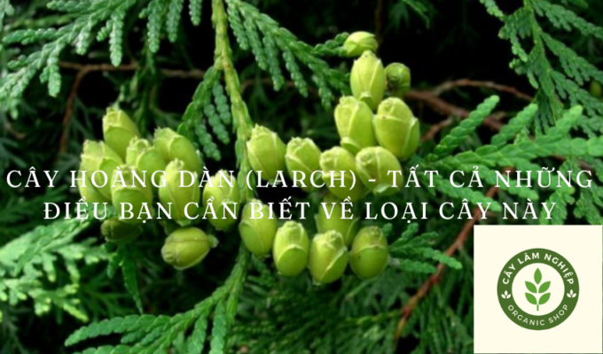 Cây hoàng dàn (Larch) - Tất cả những điều bạn cần biết về loại cây này