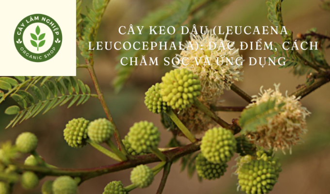 Cây keo dậu (Leucaena leucocephala): Đặc điểm, cách chăm sóc và ứng dụng