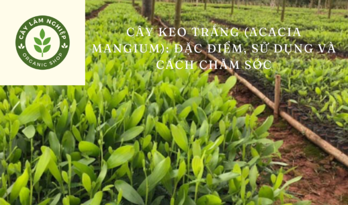 Cây keo trắng (Acacia mangium): Đặc điểm, sử dụng và cách chăm sóc