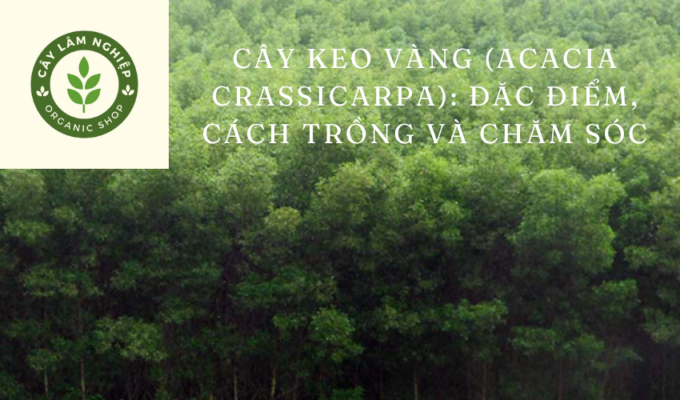 Cây keo vàng (Acacia crassicarpa): Đặc điểm, cách trồng và chăm sóc