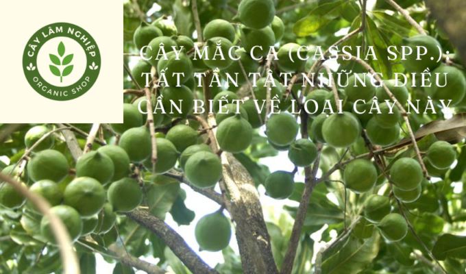 Cây mắc ca (Cassia spp.): Tất tần tật những điều cần biết về loại cây này