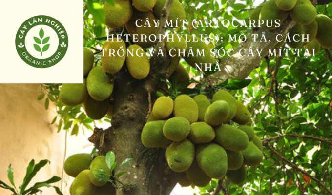 Cây mít (Artocarpus heterophyllus): Mô tả, cách trồng và chăm sóc cây mít tại nhà