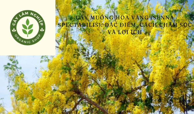 Cây muồng hoa vàng (Senna spectabilis): Đặc điểm, cách chăm sóc và lợi ích