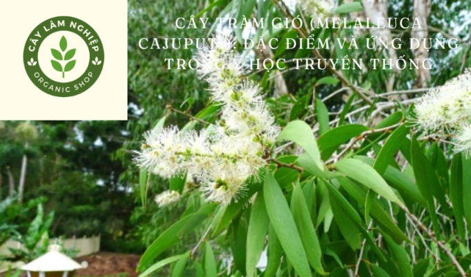 Cây tràm gió (Melaleuca cajuputi): Đặc điểm và ứng dụng trong y học truyền thống