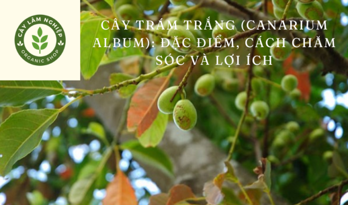 Cây trám trắng (Canarium album): Đặc điểm, cách chăm sóc và lợi ích