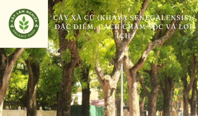 Cây xà cừ (Khaya senegalensis): Đặc điểm, cách chăm sóc và lợi ích