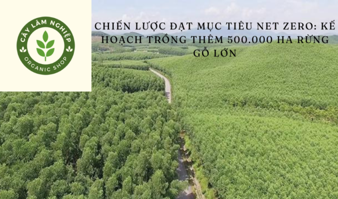 Chiến lược đạt mục tiêu Net Zero: Kế hoạch trồng thêm 500.000 ha rừng gỗ lớn