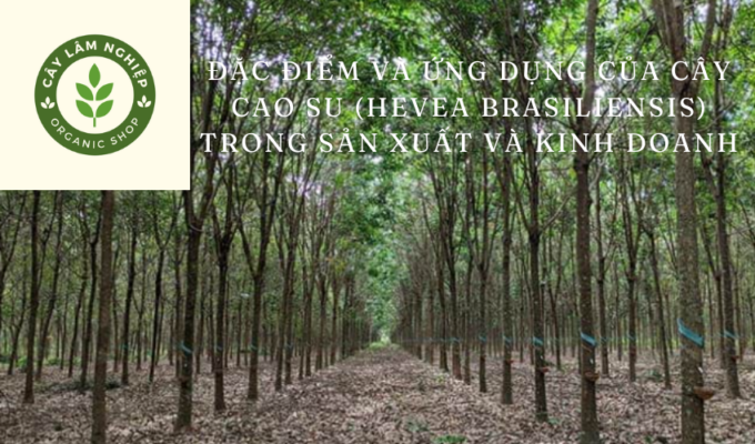 Đặc điểm và ứng dụng của cây cao su (Hevea brasiliensis) trong sản xuất và kinh doanh