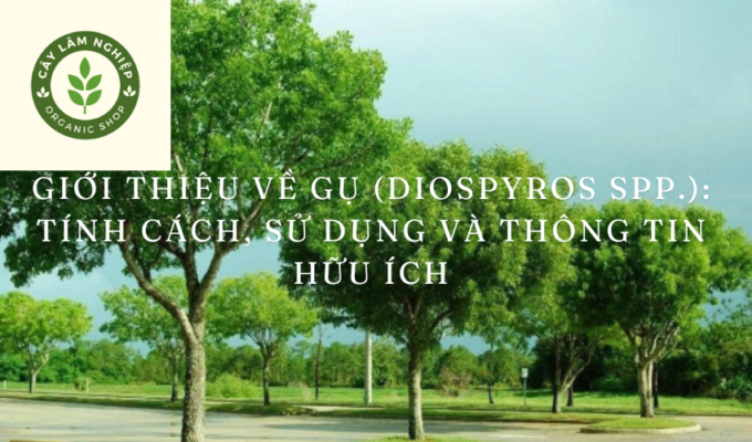 Giới thiệu về Gụ (Diospyros spp.): Tính cách, sử dụng và thông tin hữu ích