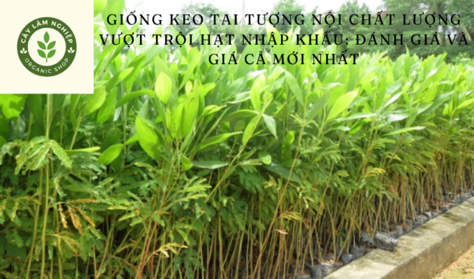 Giống keo tai tượng nội chất lượng vượt trội hạt nhập khẩu: Đánh giá và giá cả mới nhất