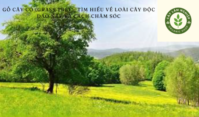 Gỗ cây cỏ (Grass Tree): Tìm hiểu về loài cây độc đáo này và cách chăm sóc