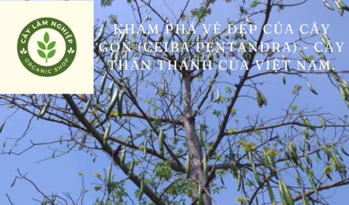 Khám phá vẻ đẹp của Cây Gòn (Ceiba pentandra) - Cây thần thánh của Việt Nam.