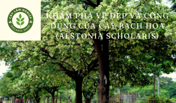 Khám phá vẻ đẹp và công dụng của cây bạch hoa (Alstonia scholaris)