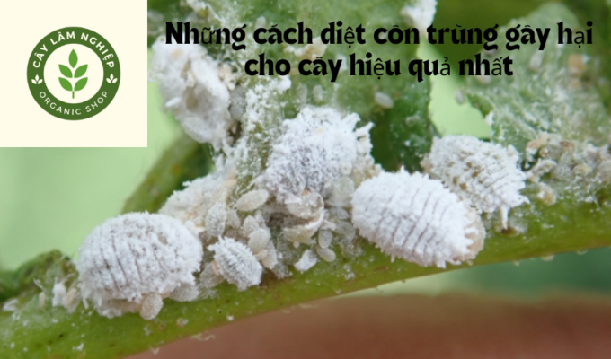 Những cách diệt côn trùng gây hại cho cây hiệu quả nhất