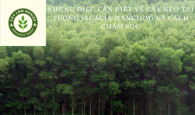 Những điều cần biết về cây keo tai tượng (Acacia mangium) và cách chăm sóc