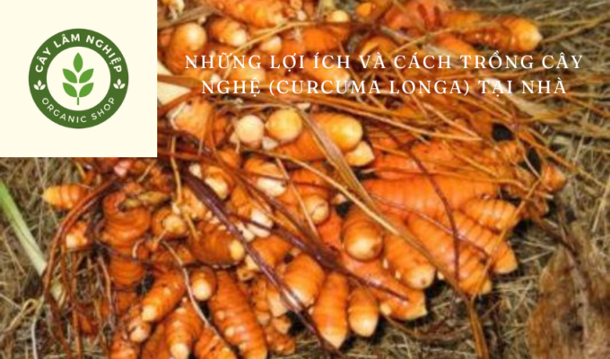 Những lợi ích và cách trồng cây nghệ (Curcuma longa) tại nhà