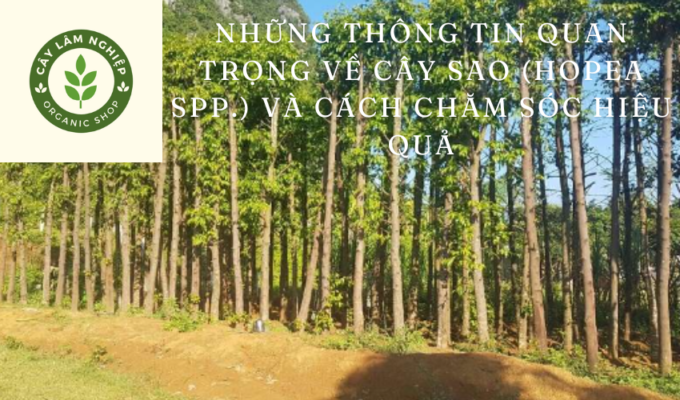 Những thông tin quan trọng về cây Sao (Hopea spp.) và cách chăm sóc hiệu quả