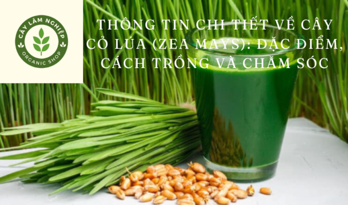 Thông tin chi tiết về cây cỏ lúa (Zea mays): Đặc điểm, cách trồng và chăm sóc