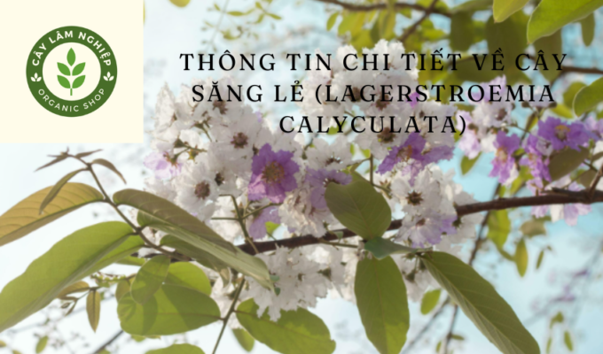 Thông tin chi tiết về cây săng lẻ (Lagerstroemia calyculata): Tính năng, cách chăm sóc và ứng dụng