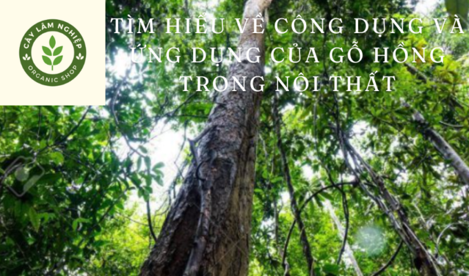 Tìm hiểu về công dụng và ứng dụng của gỗ hồng trong nội thất