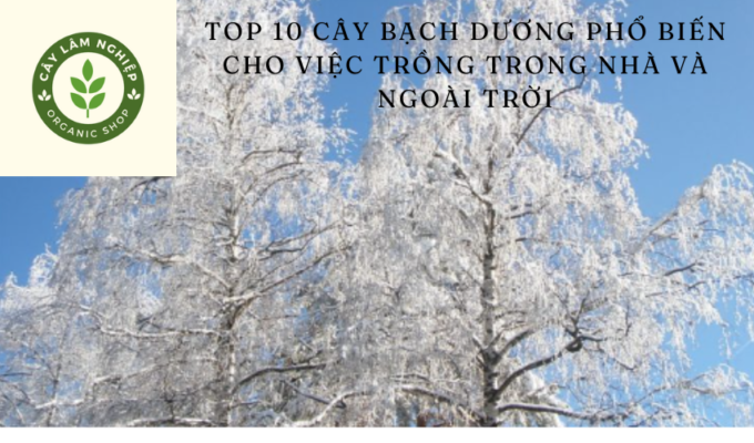 Top 10 Cây bạch dương phổ biến cho việc trồng trong nhà và ngoài trời