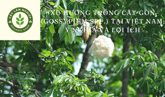 Xu hướng trồng cây gòn (Gossypium spp.) tại Việt Nam: Ý nghĩa và lợi ích