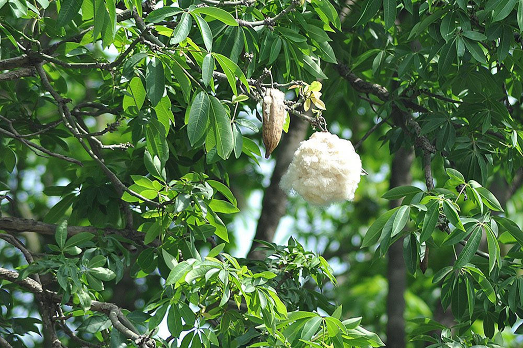 Cơ hội và thách thức trong việc phát triển ngành sản xuất cây gòn (Gossypium spp.) ở Việt Nam